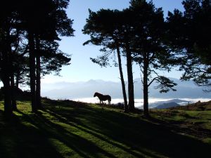 Asturcón in mountain (Asturian horse)