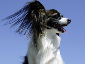 Dog with long hair