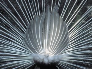 Feathers of a peacock