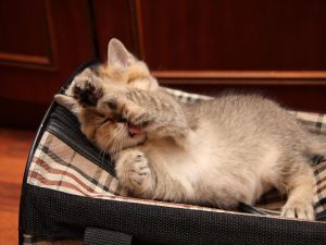 Kitten lying in the bag