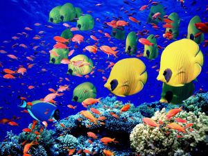 Various types of tropical fish