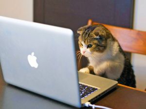 Kitten looking at computer