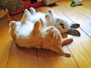 Two rabbits sleeping with paws up