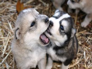 Two puppies united by love