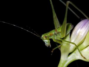 Green grasshopper on a flower