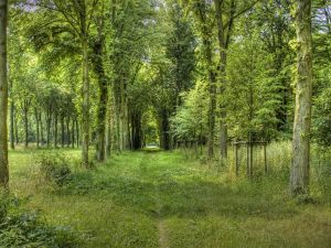 Green path between trees