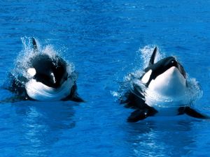 Killer whales in the water surface