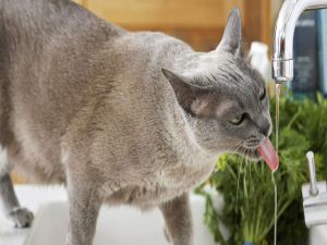 Cat with thirst