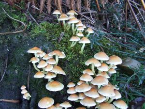 Mushrooms in the coast of Asturias