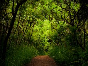 Path in nature