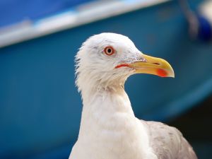 The profile seagull