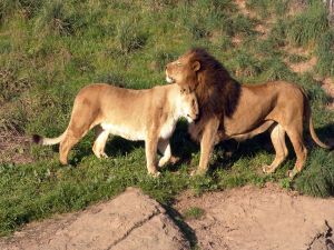 Lion and lioness