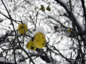 Quinces with snow on the tree