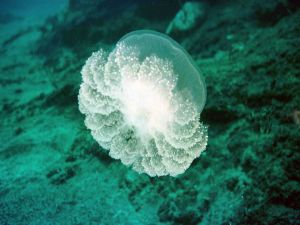 Beautiful jellyfish in the seabed
