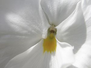 White petals of a flower