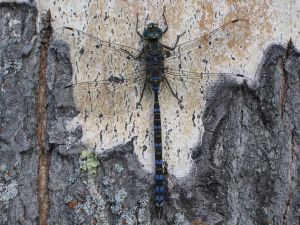 Dragonfly perched on tree bark