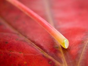 The leaf stalk
