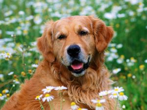 Dog among daisies