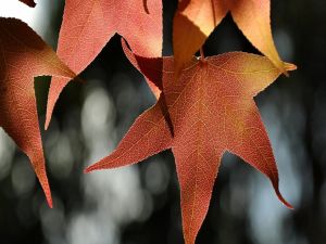 Red leaves of maple