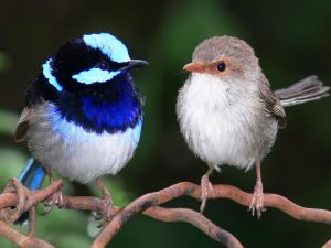 Two birds of different plumage