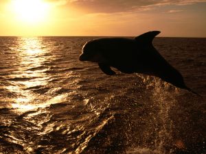 Dolphin jumping at sunset