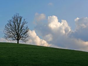 A tree on the hill