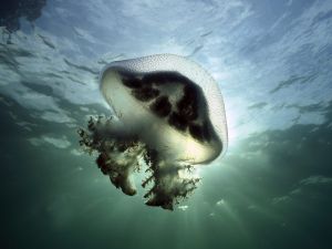 Jellyfish near surface