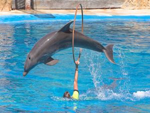 Dolphin jumping through hoop
