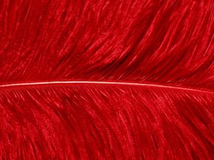 One red feather