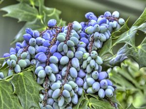 Variety of grapes