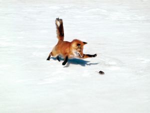 Fox chasing a mouse