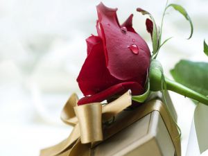 A rose and a gift for Valentine's Day