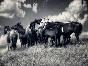 Horses on freedom