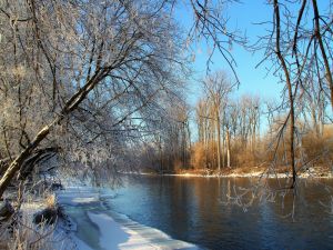 River and trees in winter