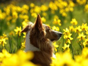 Dog among yellow flowers