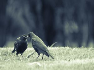 Love between two birds