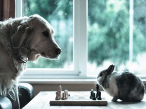 A dog and a rabbit playing to chess