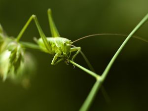 Grasshopper over a twig