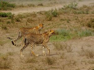 Cheetahs walking very attentive