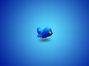 The cute Twitter's bird
