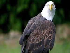 The gaze of the eagle