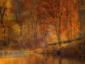 Autumnal trees near the lake