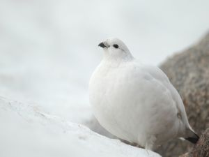 Bird in the snow