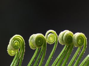 Green tendrils