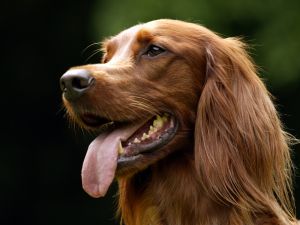 The teeth and tongue of dog