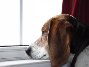 A dog looking out the window