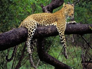 Leopard over a thick branch