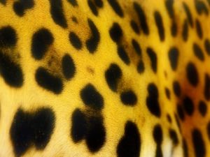 Jaguar spots