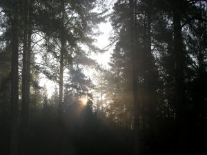 The sun through the trees