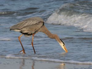 Blue heron on the beach
